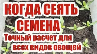 Точное определение сроков посева семян на рассаду для всех видов овощей с учетом условий выращивания