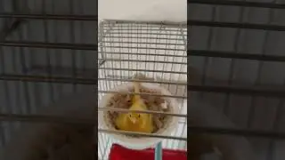Самка канарейки в гнезде