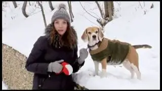 Собачий язык