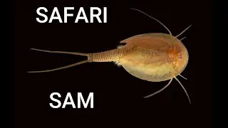 Feeding Our Prehistoric Triops Hatchery for the FIRST TIME! - Safari Sam