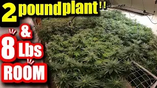 HOW I GROW 2 POUND PLANTS ON A BUDGET WITH MARS-HYDRO FC-E1000w  START TO FINISH GROW GUIDE pt 5