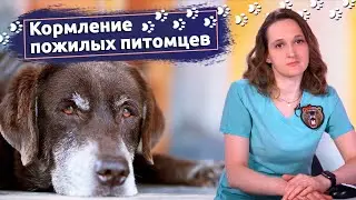 Советы ветеринара: Выбираем корм для пожилых собак и кошек