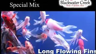 Special Butterfly Koi Fish For Sale by Blackwater Creek Koi Farms Inc