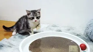 Cute Kitten Tobi's First Day Home | Bringing Home Scottish Straight Kitten | Story 1