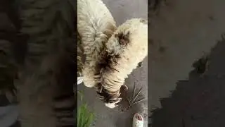 Нападение баранов.