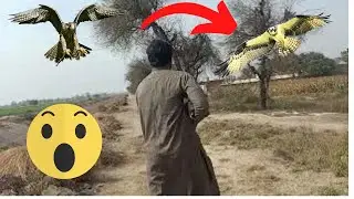 hunting video | hunting in pakistan | hunting zone 786