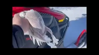 Evening Ptarmigan Hunt Ahead Of Storm