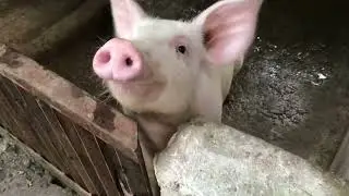 Chickens and Piglets in my small backyard | Dong Wardex Official Backyard