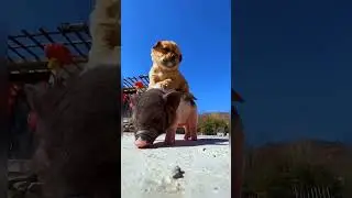 Cute animal's video 🥰#shorts