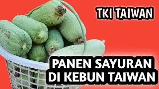 PANEN SAYURAN DI KEBUN TAIWAN -TKI TAIWAN