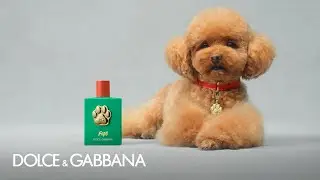 #DGFefé