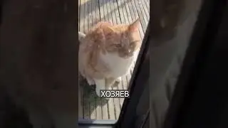 Кошка притворилась ХРОМОЙ, чтобы ее впустили в дом