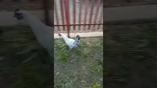 У Лакеданзи всë хорошо👍