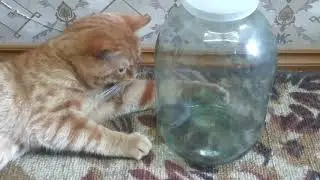 Как научить кота мышей ловить?