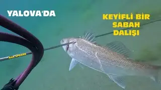 Yalova'da keyifli bir sabah dalışı zıpkınla levrek avı