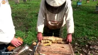 Формирование воспитательниц и отводков