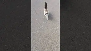 ласковая кошка подошла поздороваться #cat #catlover