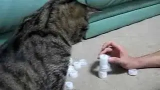 Кот и крышечки (улыбнуло)
