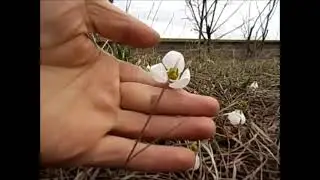 Galanthus graecus in  Steppe