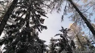 зимний лес 09/01/2021