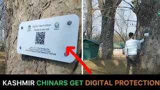 #watch || Kashmir’s majestic chinars get digital identity