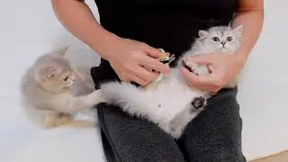A kitten who gets jealous when other siblings are held is so cute...