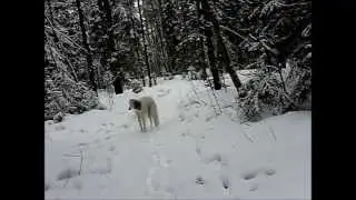 A walk through the winter woods...