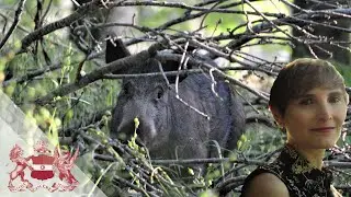 Groundbreakers: The Return of Britain's Wild Boar | Chantal Lyons