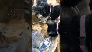 adopted TWO more kittens, this is how the other cats reacted 🐱😳 #kittens #cats