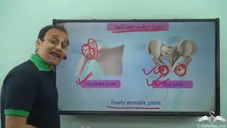 Joints and its types | Human Skeleton System | CBSE and NCERT Class 6| ICSE Class 5