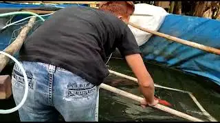 KOI GOROMO BOSKUH.  . SULTAN BEBAS