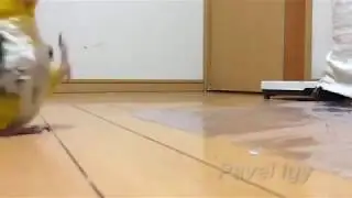 настоящий полковник