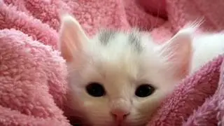 How to Get Rid of the Smell of Cat Urine