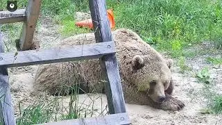 Песочное печенье 