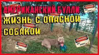 АМЕРИКАНСКИЙ БУЛЛИ ЖИЗНЬ С ОПАСНОЙ СОБАКОЙ