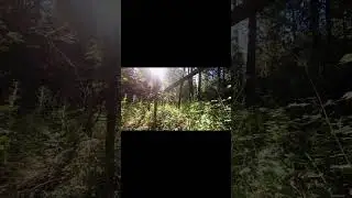 Погрузись в атмосферу леса  /Immerse yourself in the atmosphere of the forest #shorts