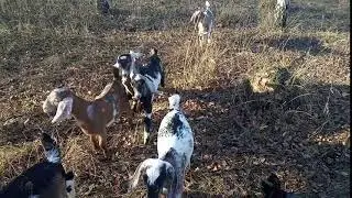 Козлята 2018 года