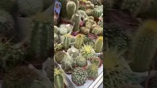 Какой из кактусов участвует в батле?