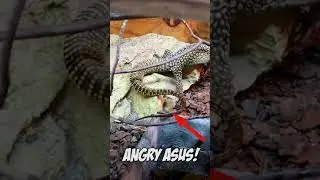 ADULT Velociraptors FIGHT Over Locust! #shorts