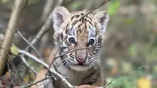 Baby full of milk 🍼🐯 После плотного обеда игры только лежа 😁