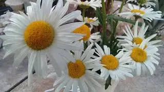 A pérola das pérolas.