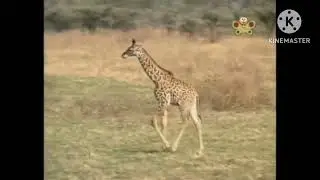 BabyTV Bim and Bam In The Animal World