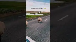 Traffic in Iceland is the worst 😆🐏 #iceland