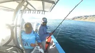 Fishing for Pelagics in Bay of LA