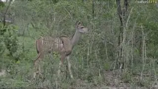 SafariLIVE 12/2o/16 AM Drive