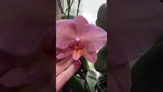 Phalaenopsis Britta 5 test 