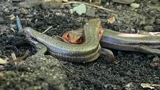Skinks Rumble For Fun