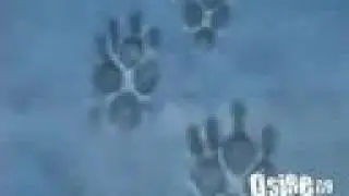 Wolf's rain - No More Sorrow