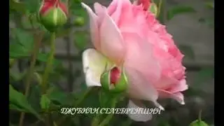 ФИЛЬМ 3 ЖИВЫЕ РОЗЫ ЯПОНСКИЙ САКСОФОН