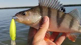 Рыбалка Летом в Жару. Эти Приманки Работают когда Джиг молчит 💪🎣 Сом, окунь, судак, щука #рыбалка